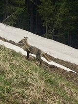 A beautiful fox on a snowy slope. Imagine encountering wildlife on an RV rental adventure!