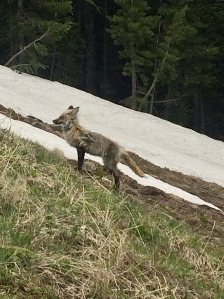 A beautiful fox on a snowy slope. Imagine encountering wildlife on an RV rental adventure!