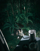 Serene forest view from your RV rental. Dog rests among ferns & trees, seen from a cozy camper.