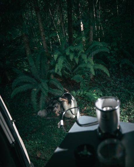Serene forest view from your RV rental. Dog rests among ferns & trees, seen from a cozy camper.