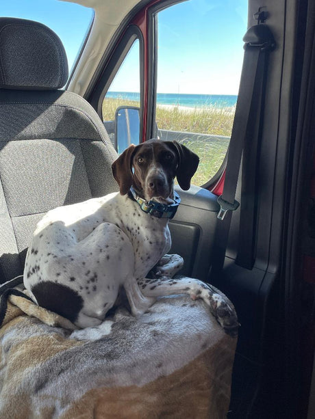 Spotted dog in RV rental, enjoying serene beach and ocean views from inside the vehicle.