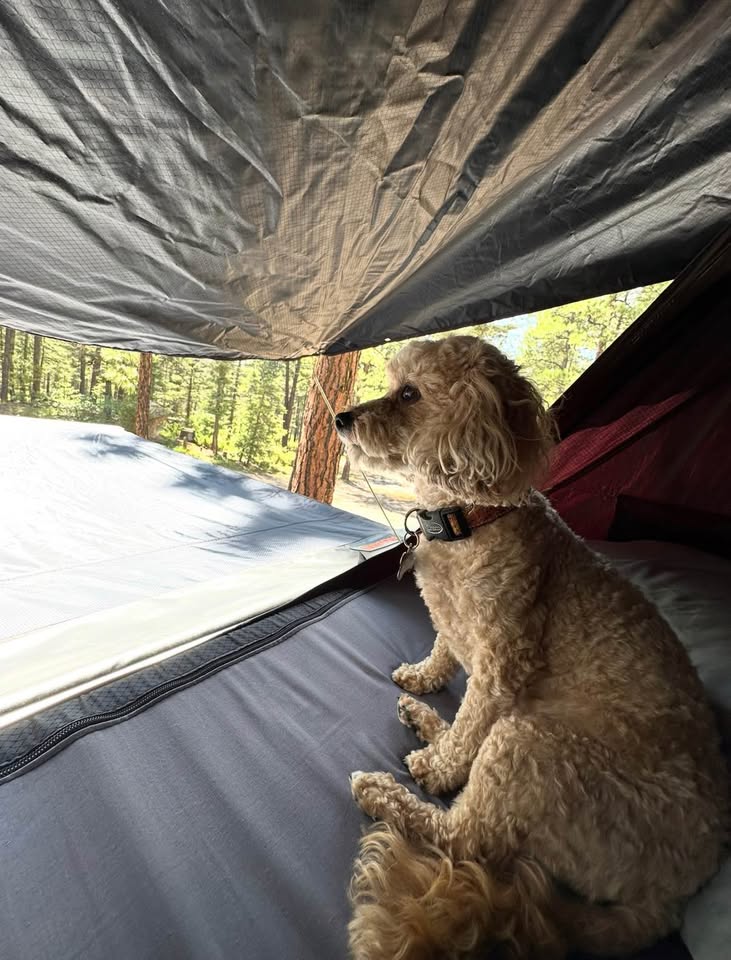 Roam vagabond 3 person tent and awning in Albuquerque, NM (photo 6) — photo 6