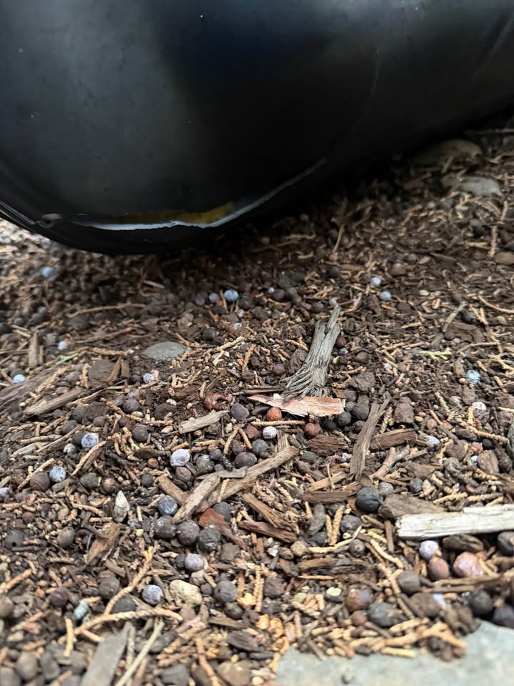 Roofnest hard shell tent in Bend, OR (photo 3) — photo 3