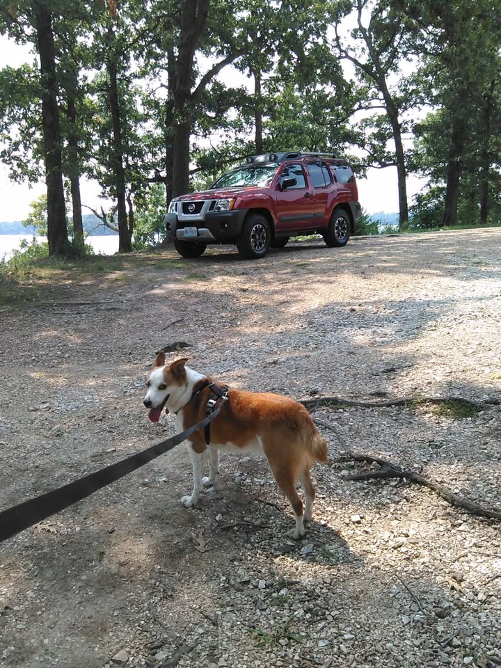 2015 Nissan Xterra Pro-4X in Springfield, MO (photo 9) — photo 9