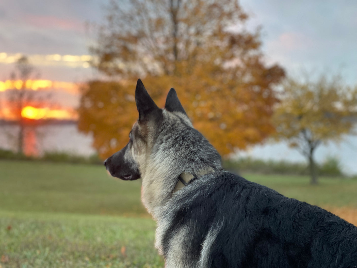 A German Shepherd dog watches a stunning lakeside sunset. Explore with an RV rental for incredible views like this!