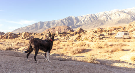 Black dog enjoys snowy mountain views with an RV rental parked among desert rocks, ready for your next adventure.