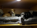 Two dogs, one light with tongue out, one dark, relaxing in comfy beds within a cozy RV rental. Ideal pet travel.