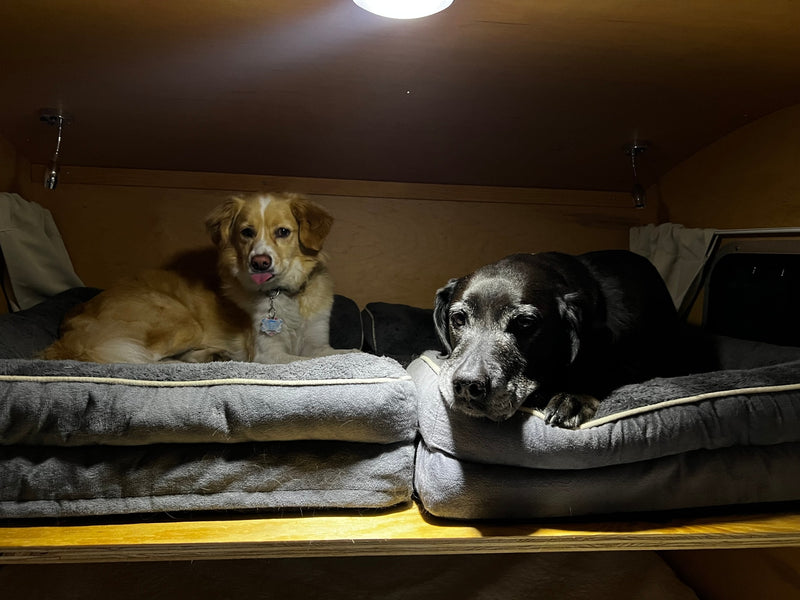 Two dogs, one light with tongue out, one dark, relaxing in comfy beds within a cozy RV rental. Ideal pet travel. — photo 10