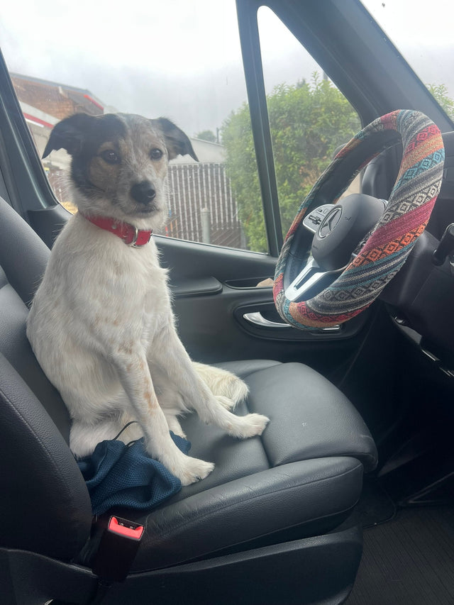 Ad-VAN-Ture Awaits with Vaughn! (4WD + FurFriendly) — photo 3