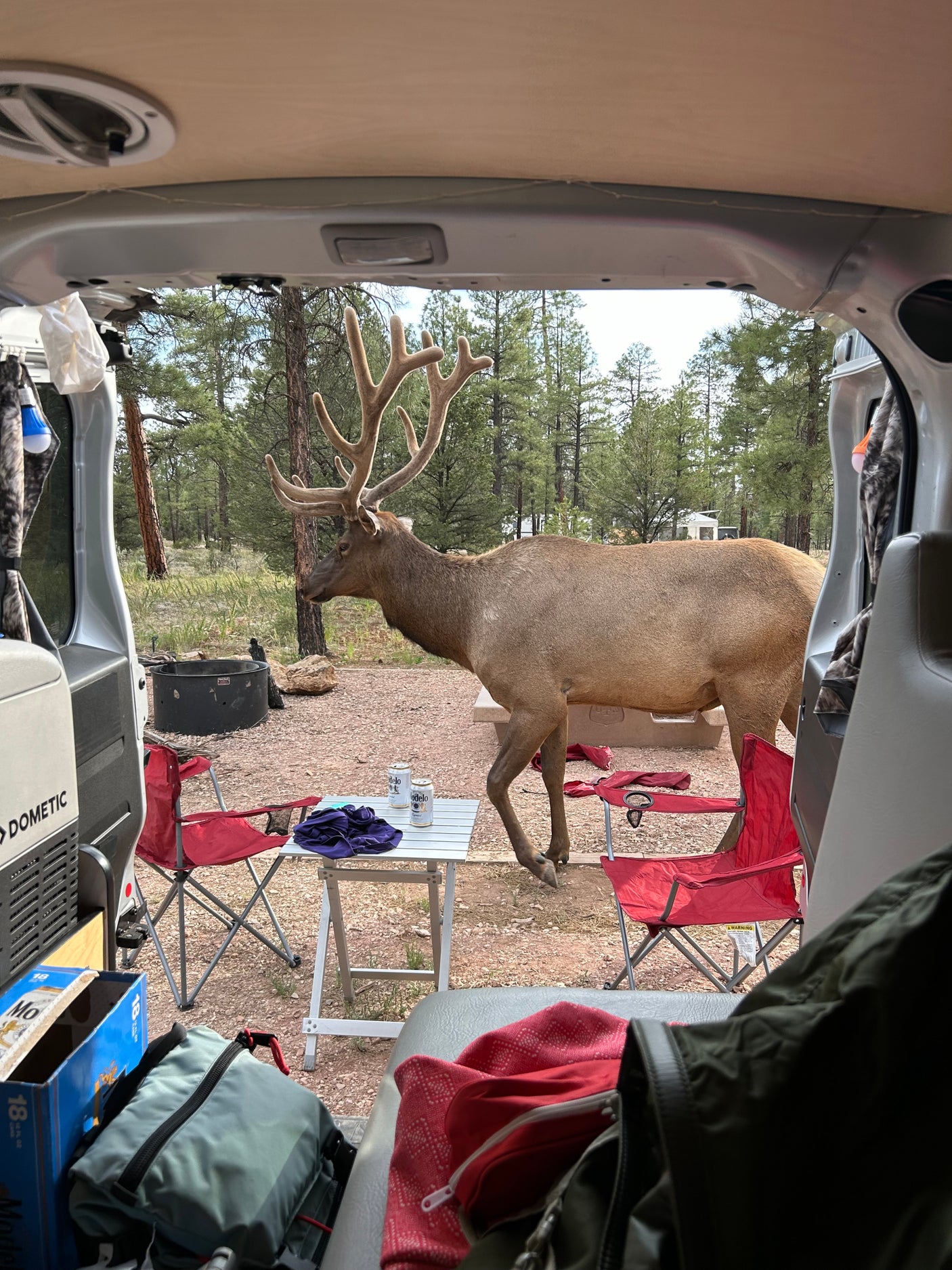 An impressive elk approaches an RV rental campsite, viewed from inside. Chairs, table, and a cooler add to the camping scene.