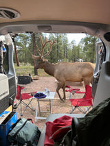 An impressive elk approaches an RV rental campsite, viewed from inside. Chairs, table, and a cooler add to the camping scene.