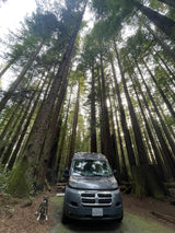 Grey RV rental van and dog at a shaded redwood forest campsite, towering trees above.