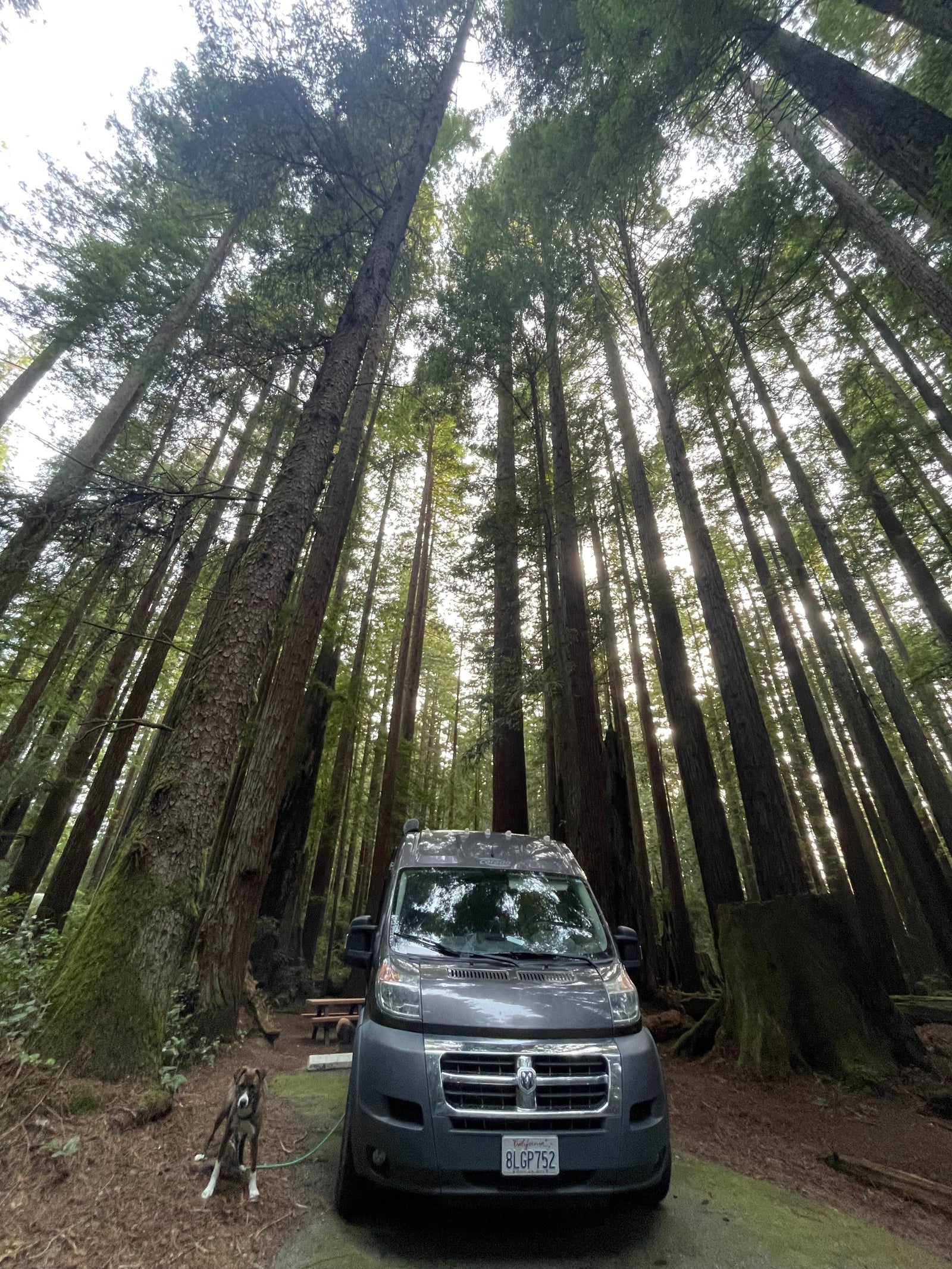 Grey RV rental van and dog at a shaded redwood forest campsite, towering trees above.