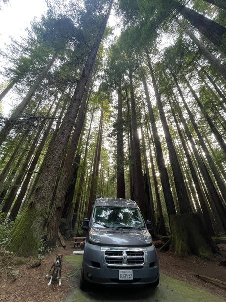 Grey RV rental van and dog at a shaded redwood forest campsite, towering trees above.