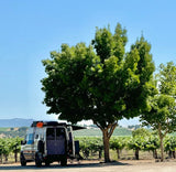 RV rental camper van parked at a vineyard under a large tree. Ideal travel setup on a clear, sunny day.