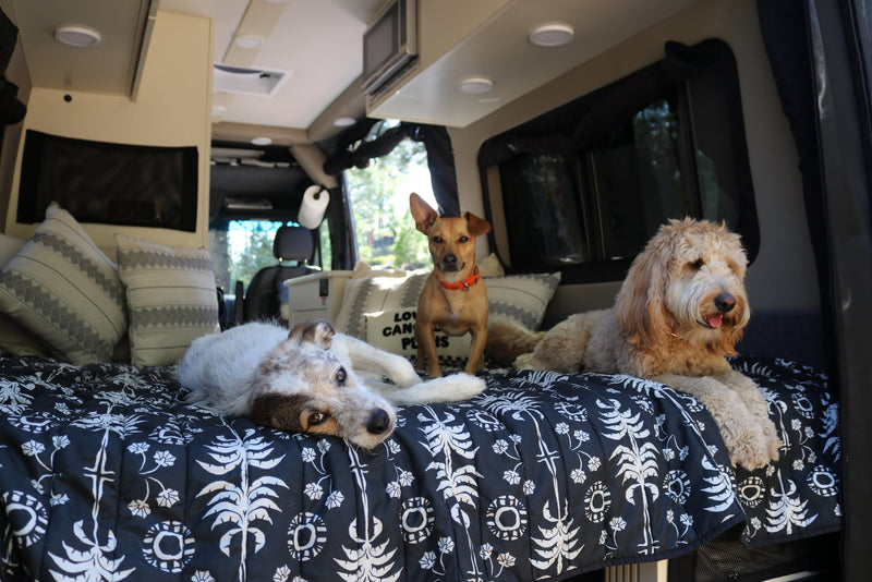  and a peek at the toilet.|Three dogs — photo 8