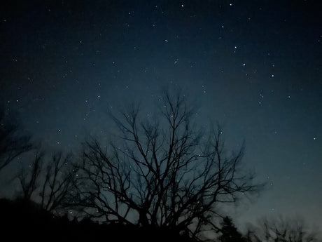 Night sky ablaze with stars over silhouetted trees. Imagine this view from your RV rental! Perfect for stargazing adventures.