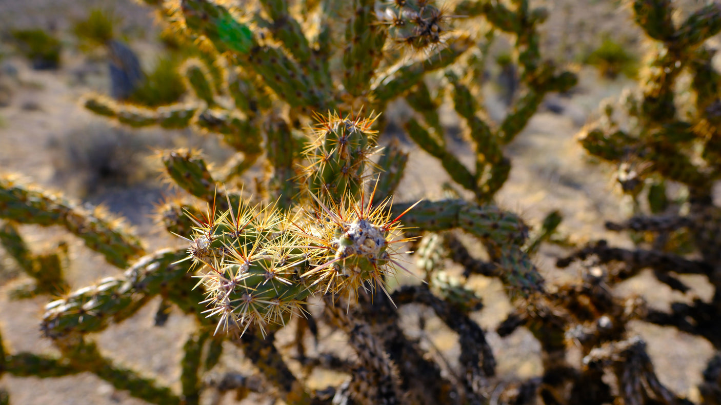 Desert beauty close-up: A spiky cholla cactus, perfect for spotting on your next rv rental adventure!