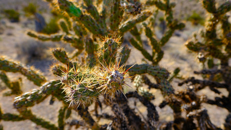 Desert beauty close-up: A spiky cholla cactus, perfect for spotting on your next rv rental adventure!