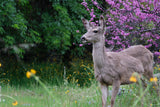 A wet deer stands in a rainy meadow with vibrant pink blossoms. Discover serene wildlife with your RV rental.