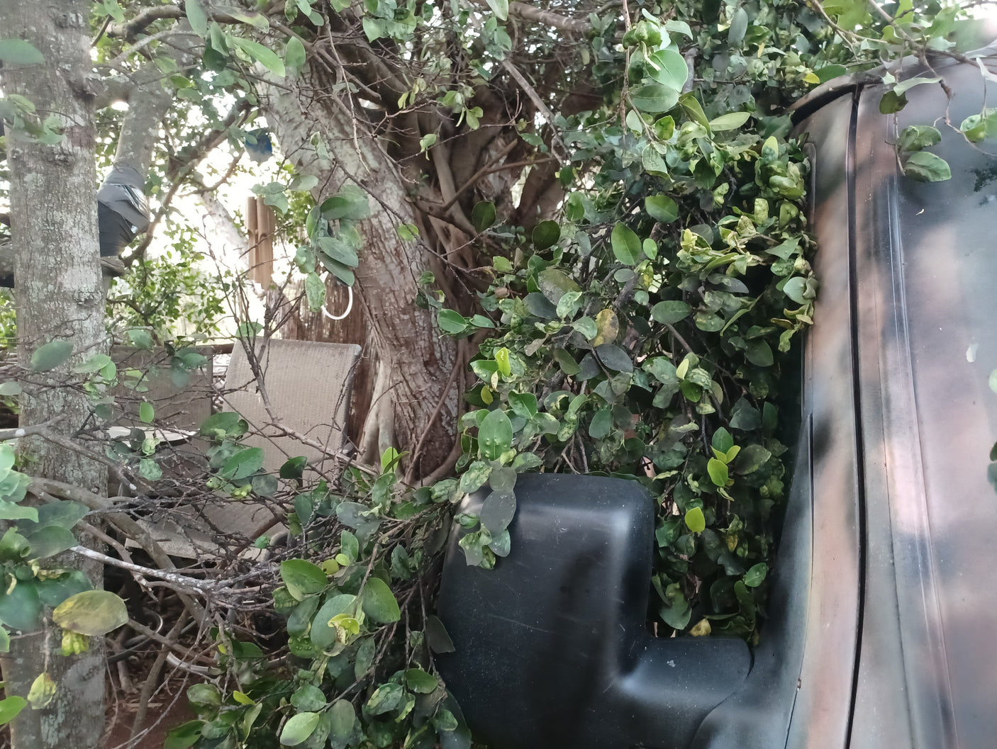 A dark RV rental is nestled beside a large tree, its side mirror blending with the dense green foliage.