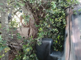 A dark RV rental is nestled beside a large tree, its side mirror blending with the dense green foliage.