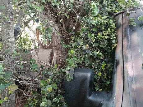 A dark RV rental is nestled beside a large tree, its side mirror blending with the dense green foliage.