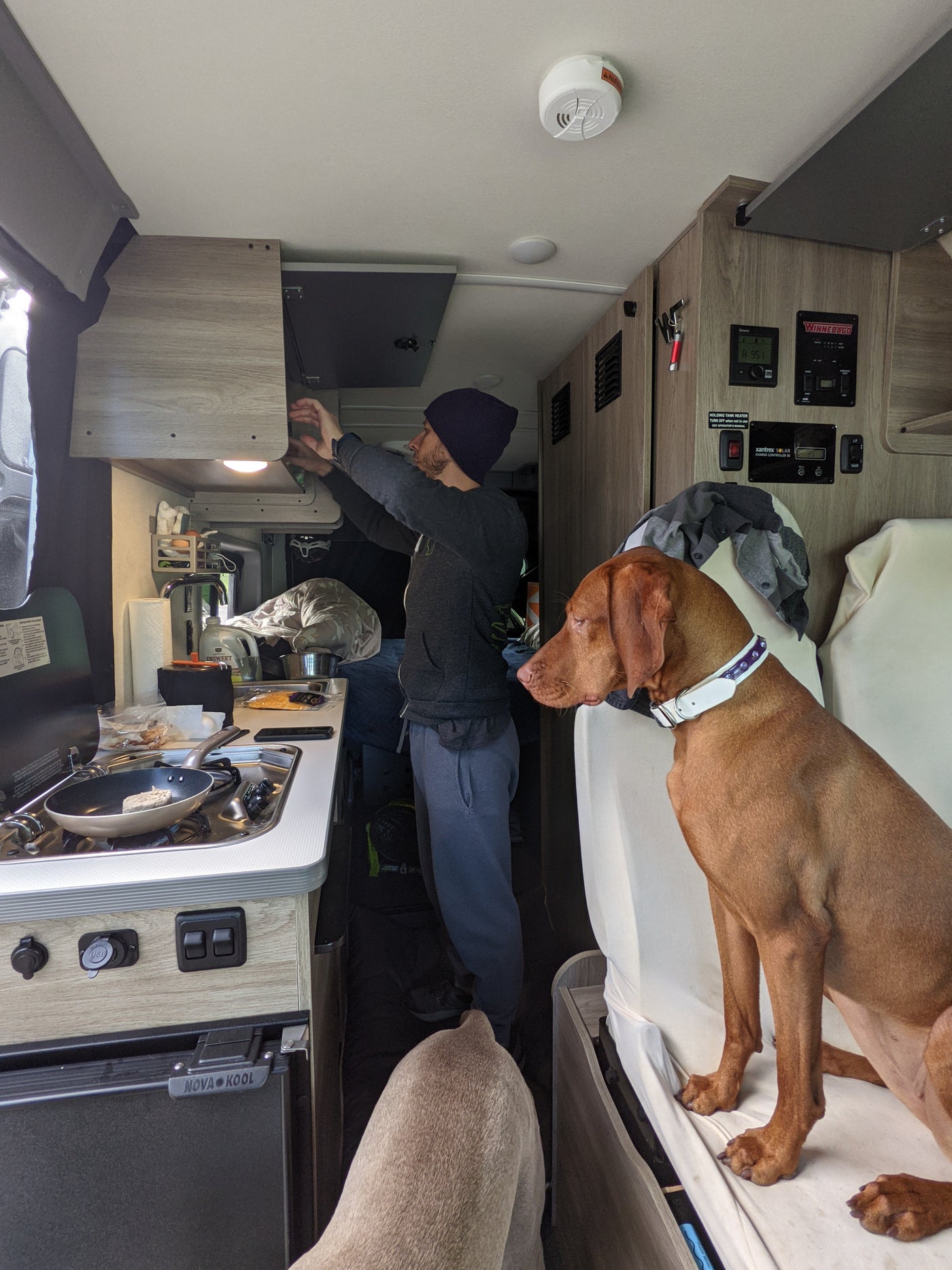 A person cooks in an rv rental's camper van kitchen. Two dogs, including a Vizsla, relax, enjoying pet-friendly travel. — photo 3