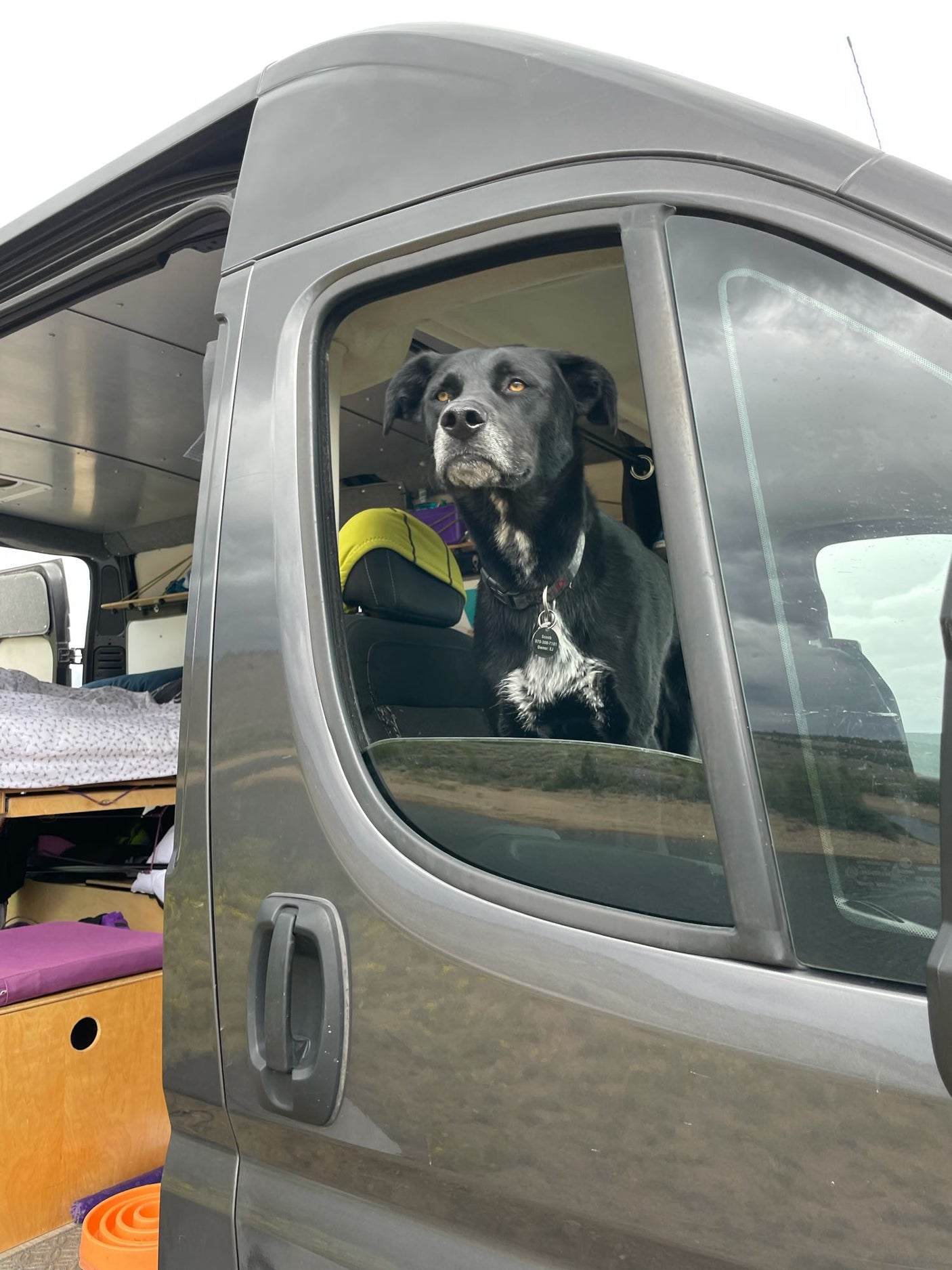 Black dog enjoys the view from an RV rental, a comfy bed visible inside this pet-friendly camper van.