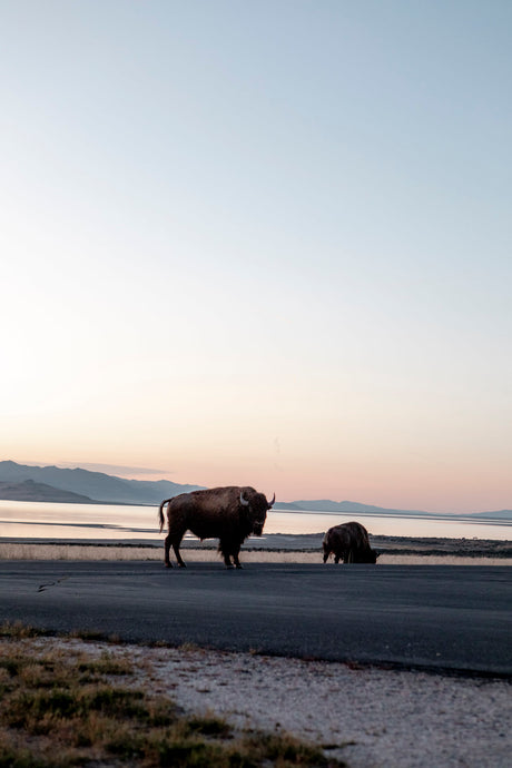 Bison roam near a tranquil lake and mountains at dusk, perfect for an RV rental adventure to see wildlife.