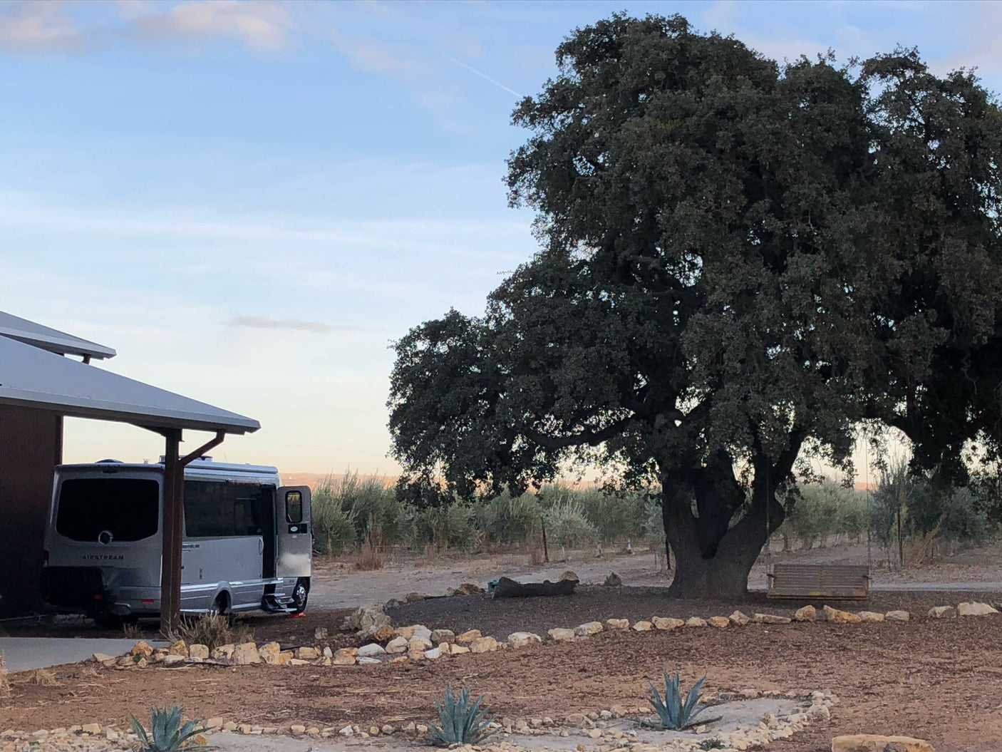A gray Airstream RV rental is parked by a large oak tree and olive grove, creating a peaceful rural scene with natural landscaping.
