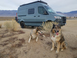 Explore with our RV rental: two happy dogs enjoying a desert adventure with a grey camper van.