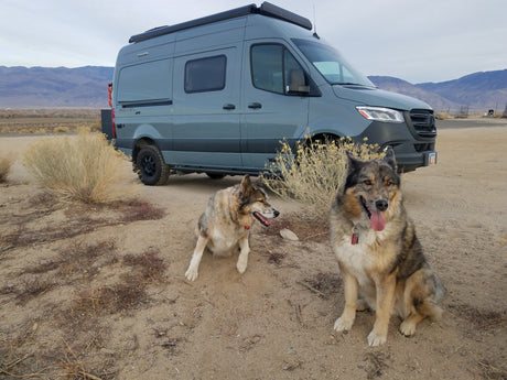 Explore with our RV rental: two happy dogs enjoying a desert adventure with a grey camper van.
