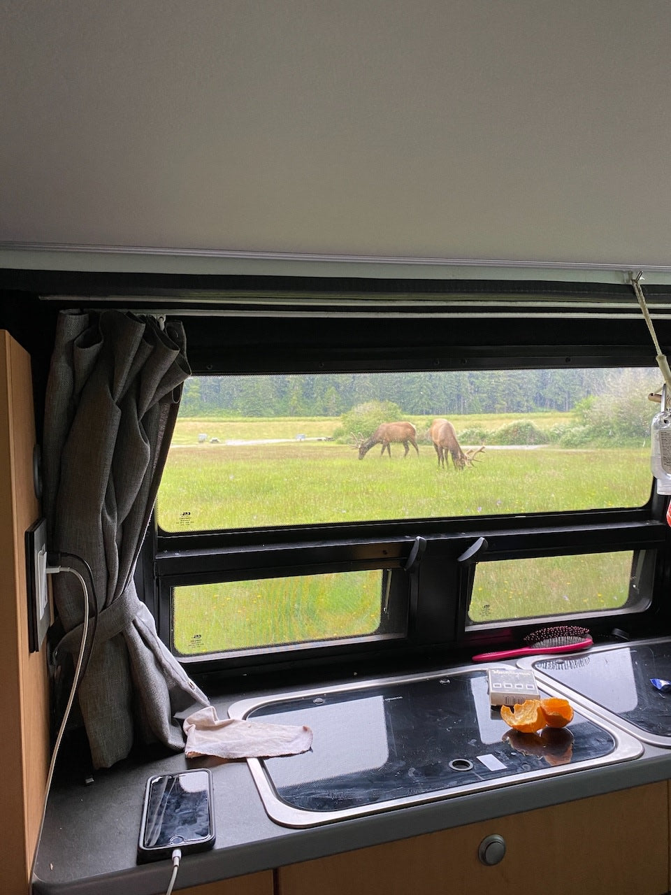 RV rental view: Two elk graze in a green field, seen from inside an RV with a counter, phone, and sink.