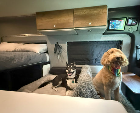 Two happy dogs relaxing in a cozy RV rental interior with a bed, overhead cabinets, and control screen visible.