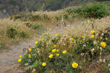 Scenic coastal path bordered by golden grasses, vibrant yellow poppies, and wildflowers. Perfect for an RV rental adventure exploring natural beauty.
