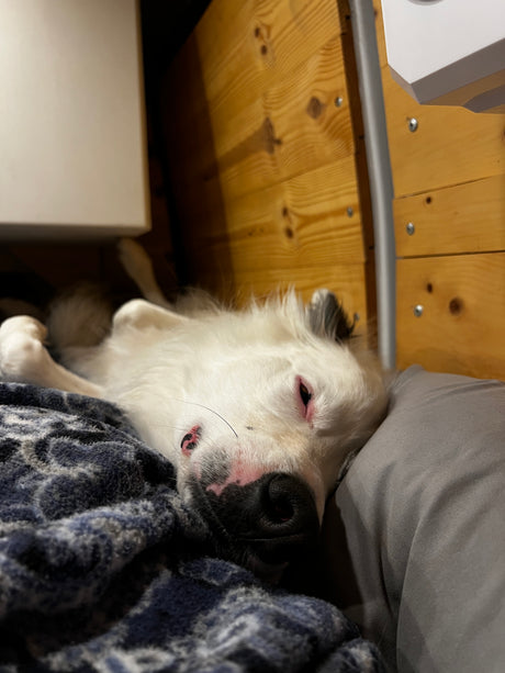 Cozy dog nap in RV rental! White pup sleeping soundly on a patterned blanket and pillow, against wooden walls.