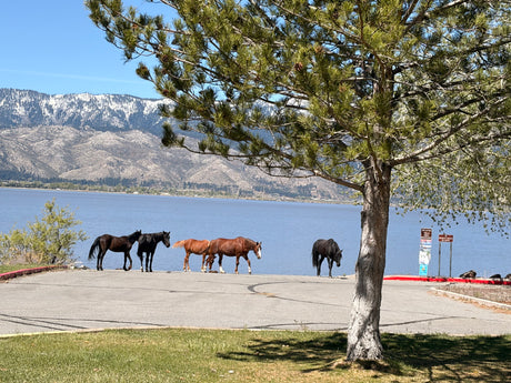 Five wild horses stand by a serene lake with snowy mountains, framed by a pine tree. Enjoy this view on your RV rental trip.