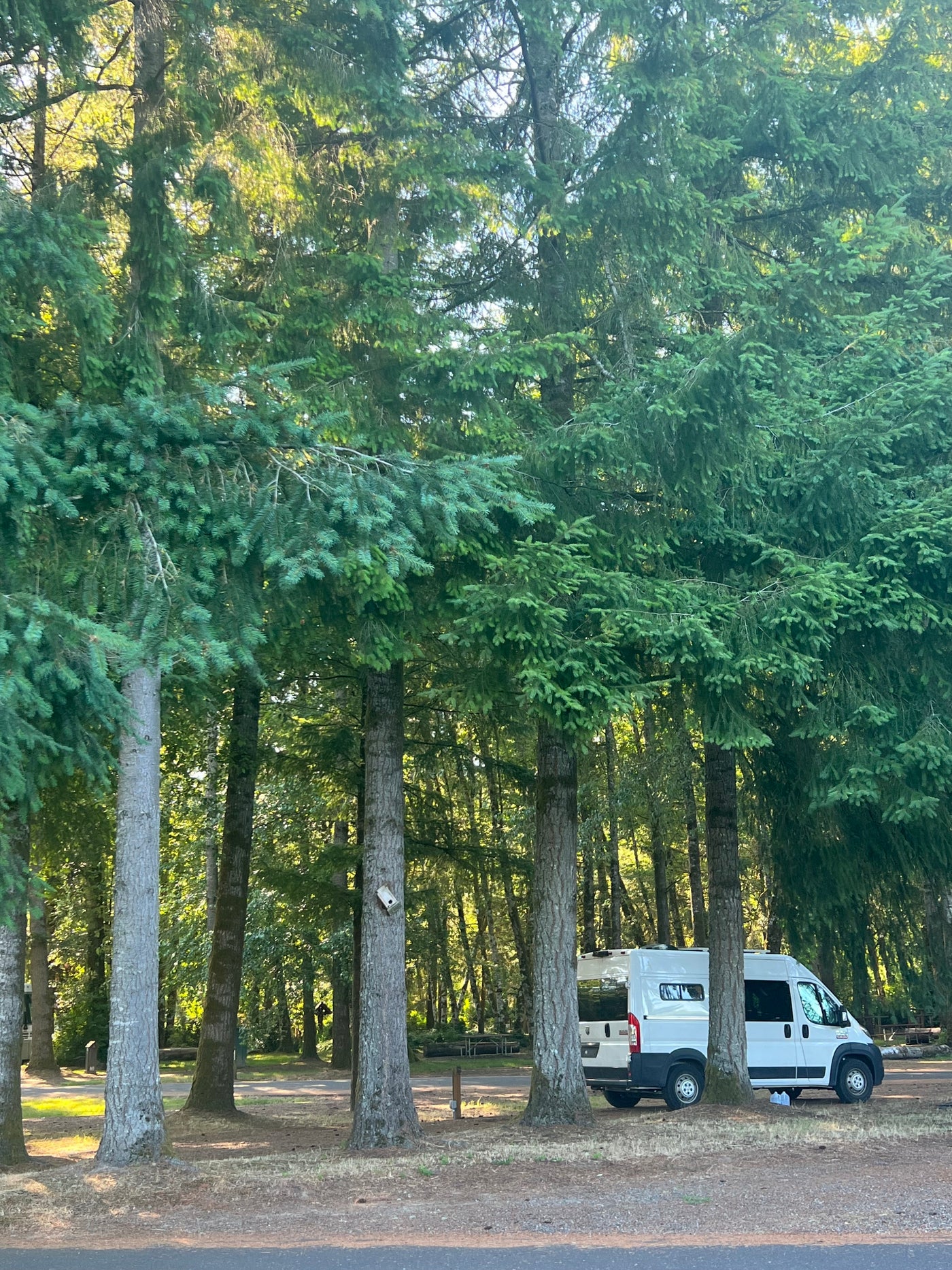 White camper van, likely an RV rental, parked amidst a dense evergreen forest. Sunlight filters through the tall trees at a scenic campsite. — photo 6