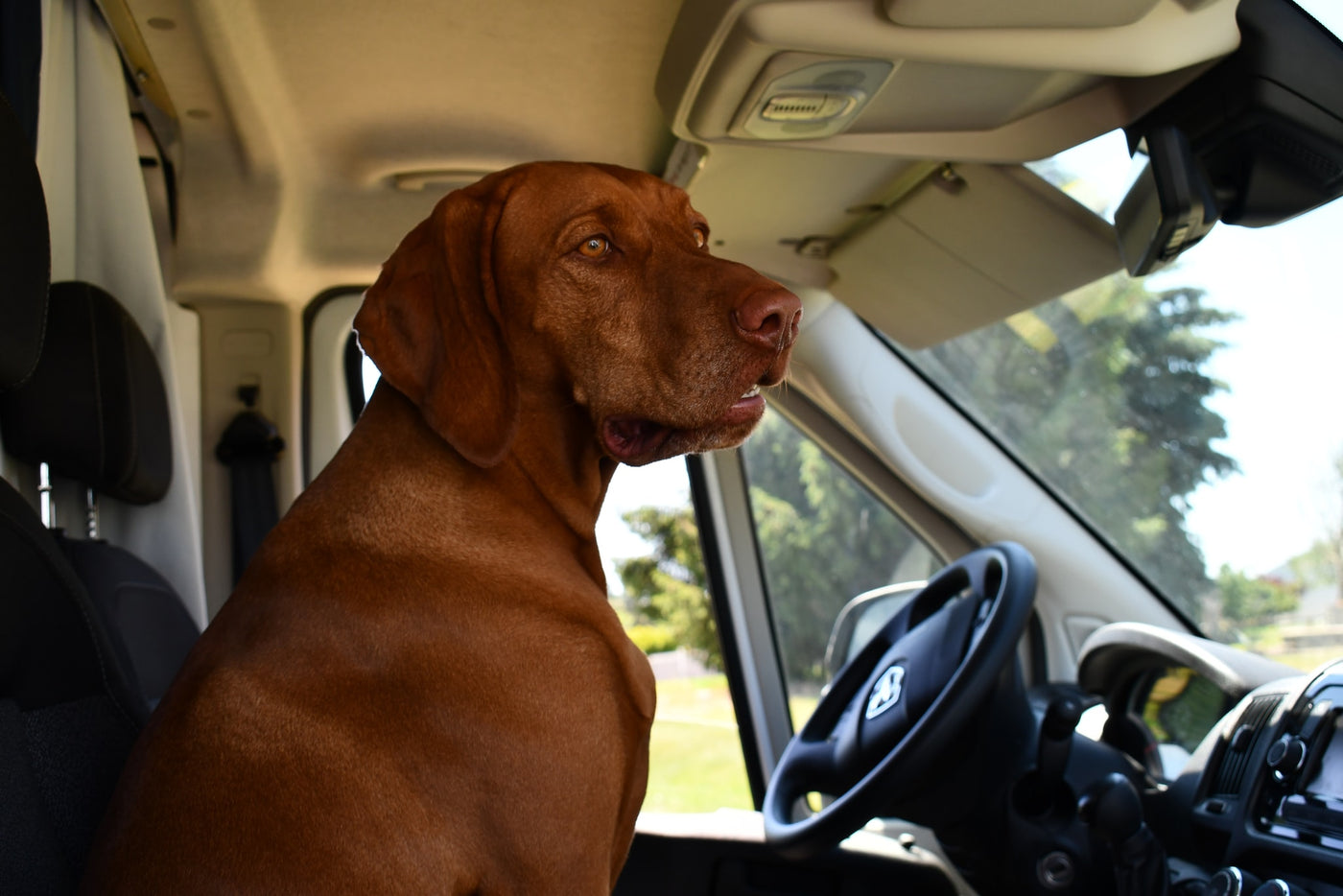 A brown Vizsla dog looks out the window from the driver's seat of an RV rental, ready for a road trip. — photo 19