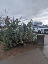 Truck with 'Scout' camper, like an RV rental, parked amidst desert cacti under a cloudy sky. Perfect for remote adventures.