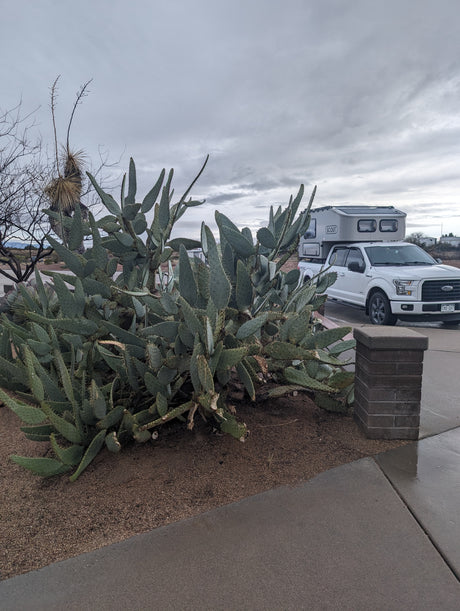 Truck with 'Scout' camper, like an RV rental, parked amidst desert cacti under a cloudy sky. Perfect for remote adventures.