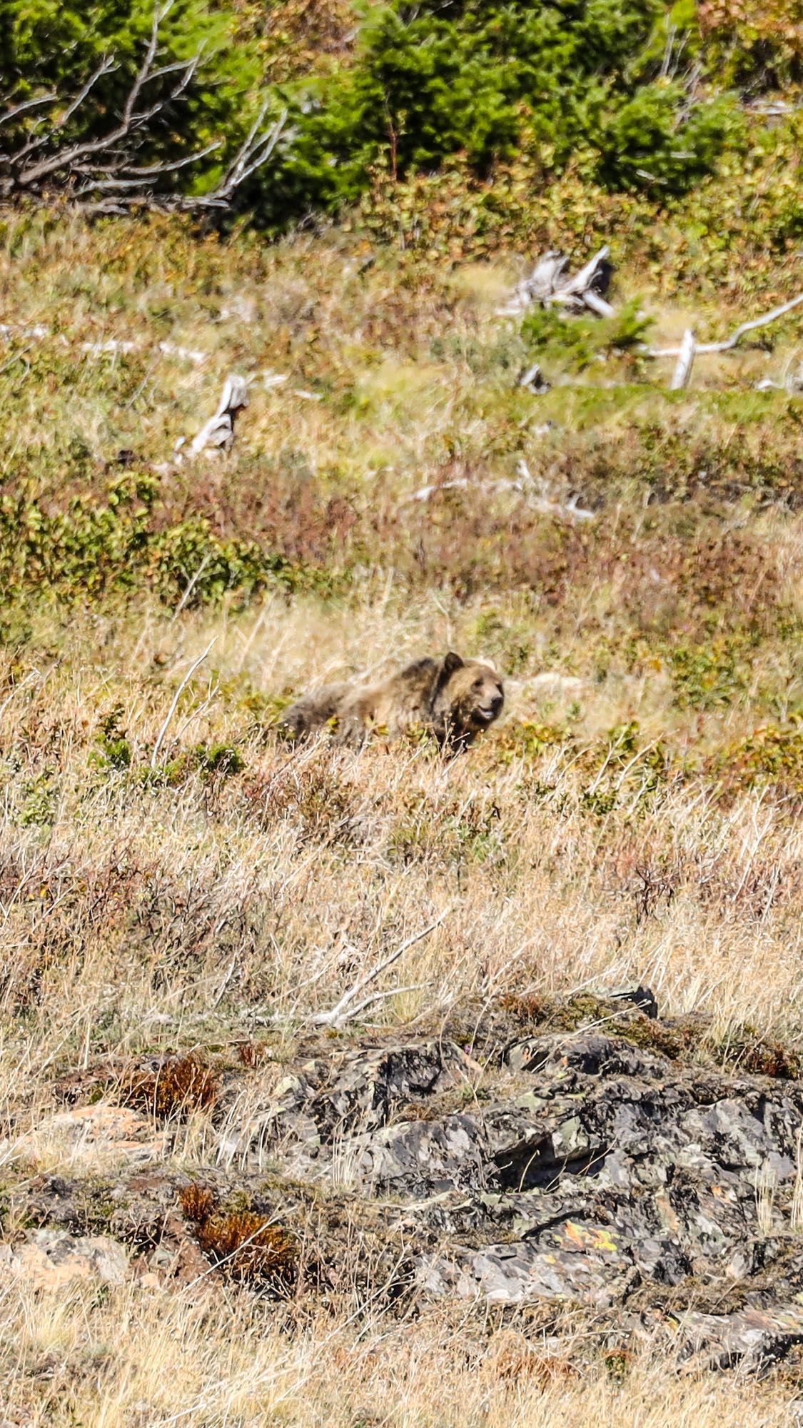 A brown grizzly bear rests in dry, grassy wilderness. Find adventure on your RV rental journey!