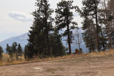 An RV rental journey through scenic mountain nature, with a dirt road, pine trees, and distant snow-capped peaks.