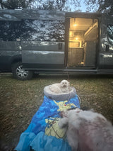 Two fluffy dogs relax by a modern RV rental with its open side door revealing a well-lit interior, at a grassy campsite.