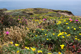 Vibrant coastal flowers (yellow, magenta) on cliffs with ocean views. Explore nature's beauty with an RV rental adventure!