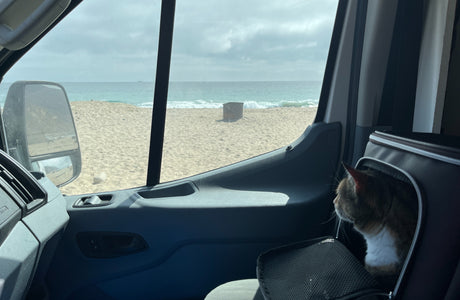 Cat in RV rental carrier gazes at ocean waves and sandy beach from inside the vehicle, with a clear horizon.