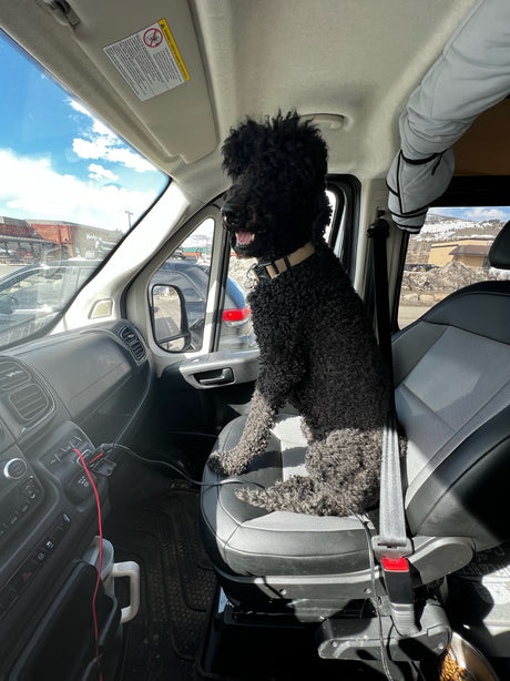 A happy black curly dog rides shotgun in an rv rental, peering out at a Wendy's and snowy mountains through the windshield.
