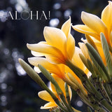 Yellow plumeria flowers and buds glow against a dark bokeh background, with 'ALOHA!' text. Explore beauty with an RV rental.
