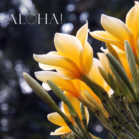 Yellow plumeria flowers and buds glow against a dark bokeh background, with 'ALOHA!' text. Explore beauty with an RV rental.